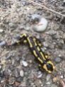 Feuersalamander / fire salamander