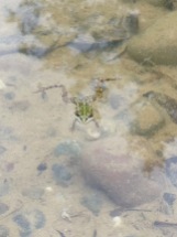 Kleiner Wasserfrosch (Tümpelfrosch) / pool frog