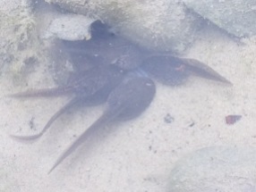 Kaulquappen / tadpoles